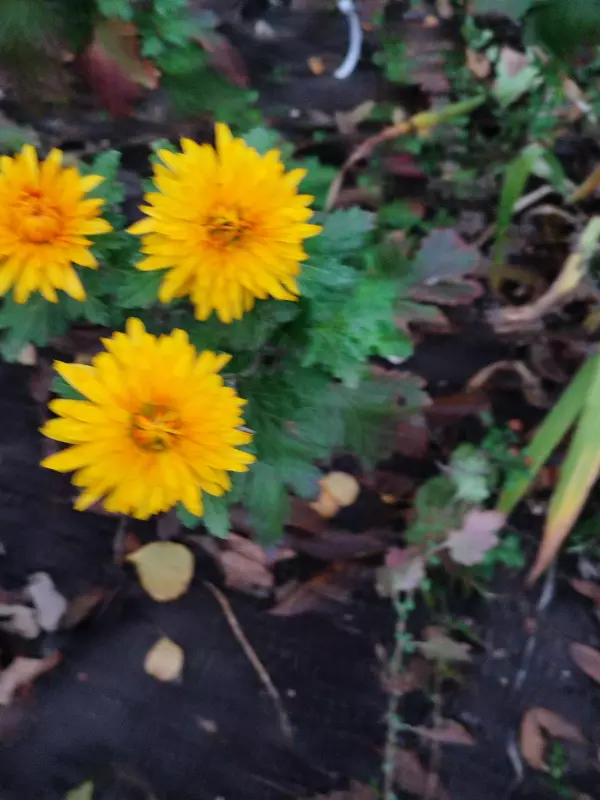 Загородная жизнь - обустройство на земле во всем разнообразии