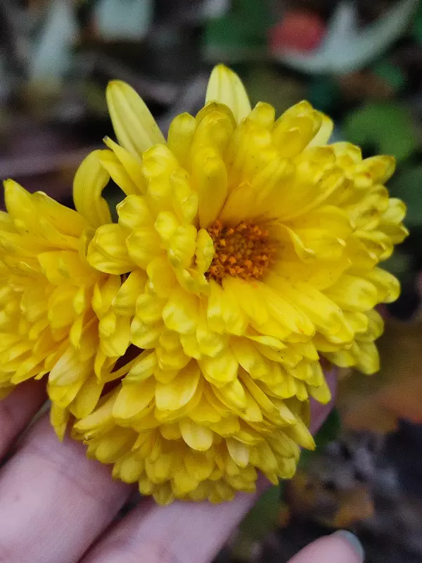 Загородная жизнь - обустройство на земле во всем разнообразии