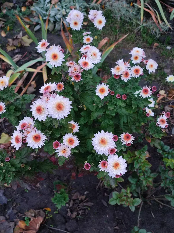 Загородная жизнь - обустройство на земле во всем разнообразии