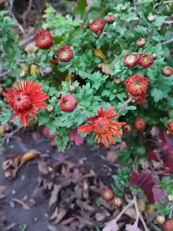 Загородная жизнь - обустройство на земле во всем разнообразии