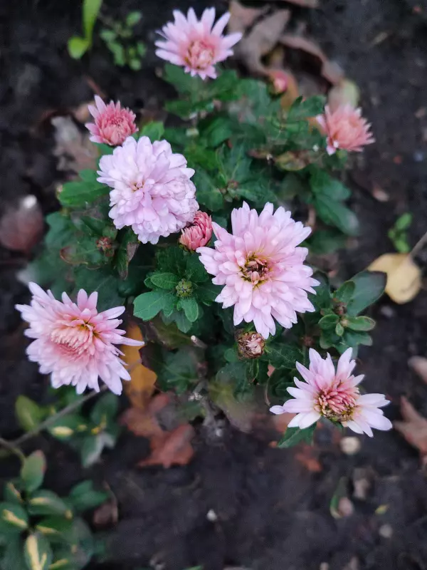 Загородная жизнь - обустройство на земле во всем разнообразии