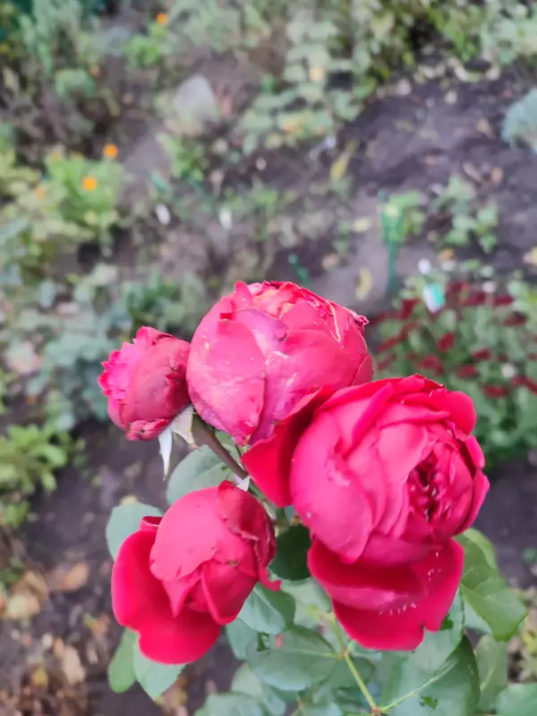 Загородная жизнь - обустройство на земле во всем разнообразии