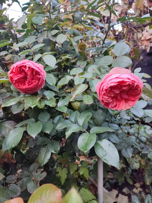 Загородная жизнь - обустройство на земле во всем разнообразии