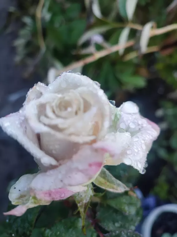 Загородная жизнь - обустройство на земле во всем разнообразии