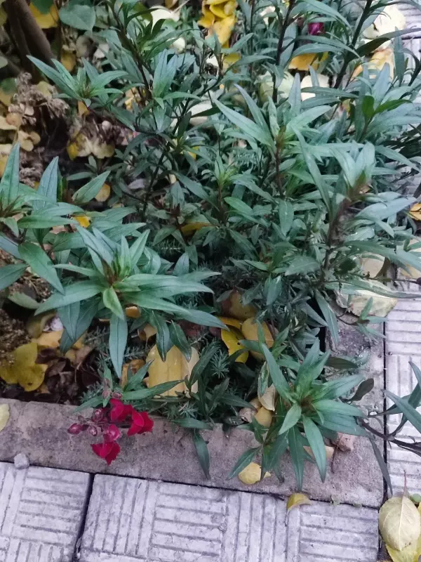 Загородная жизнь - обустройство на земле во всем разнообразии