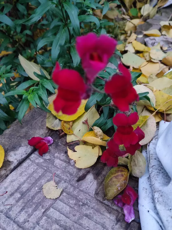 Загородная жизнь - обустройство на земле во всем разнообразии