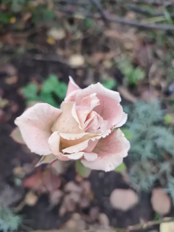 Загородная жизнь - обустройство на земле во всем разнообразии