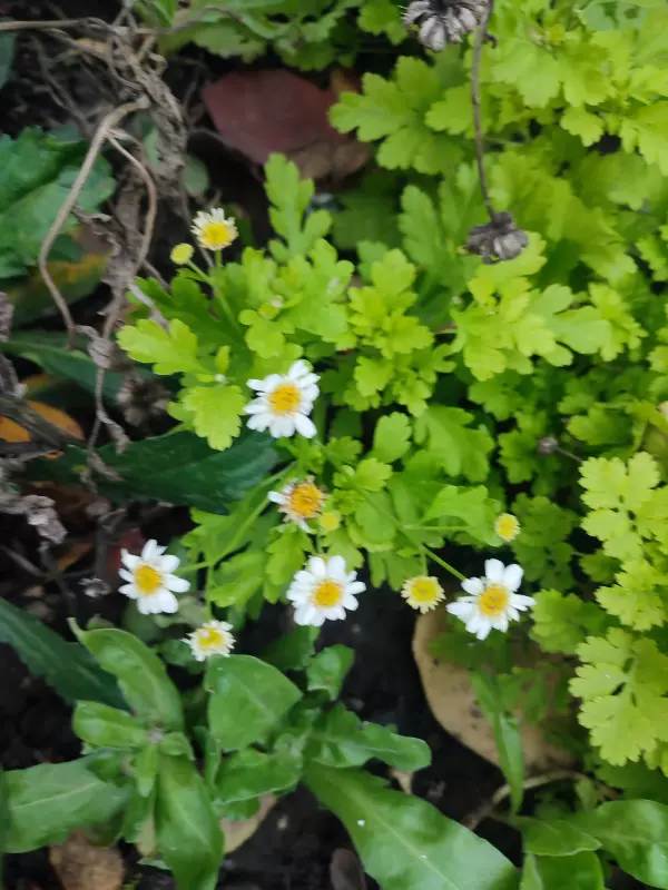 Загородная жизнь - обустройство на земле во всем разнообразии