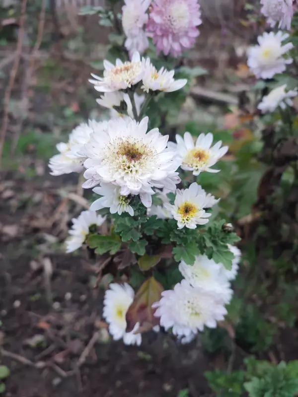 Загородная жизнь - обустройство на земле во всем разнообразии