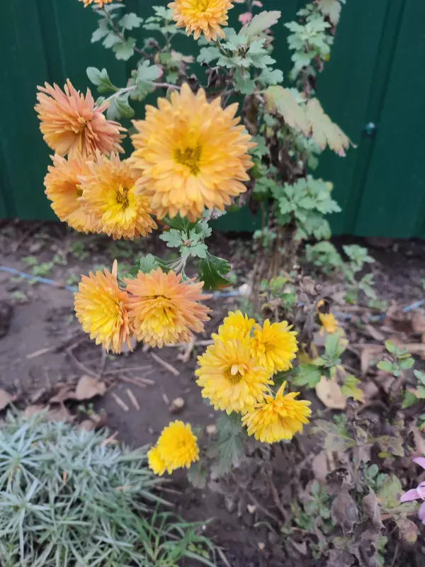 Загородная жизнь - обустройство на земле во всем разнообразии