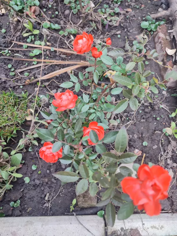 Загородная жизнь - обустройство на земле во всем разнообразии