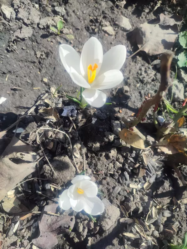 Загородная жизнь - обустройство на земле во всем разнообразии