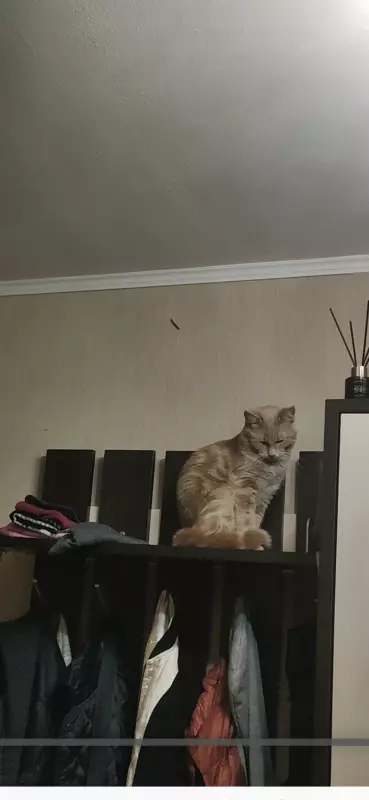 Писается кот