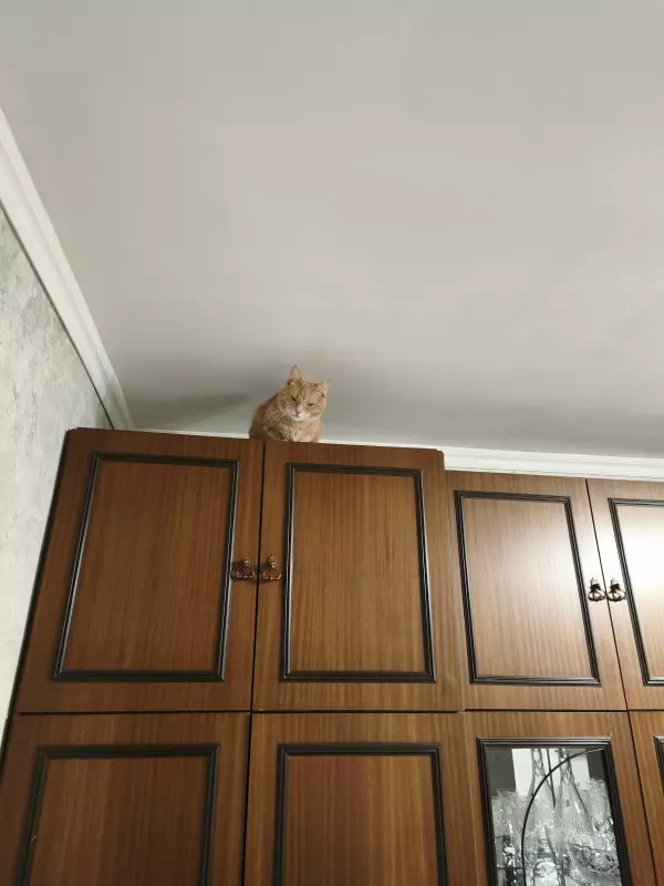 Писается кот