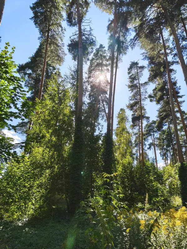 Фотонастроение