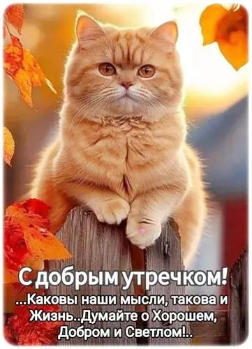 Tapтaлeтки & Ко