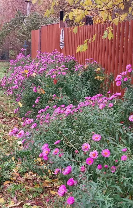 Tapтaлeтки & Ко