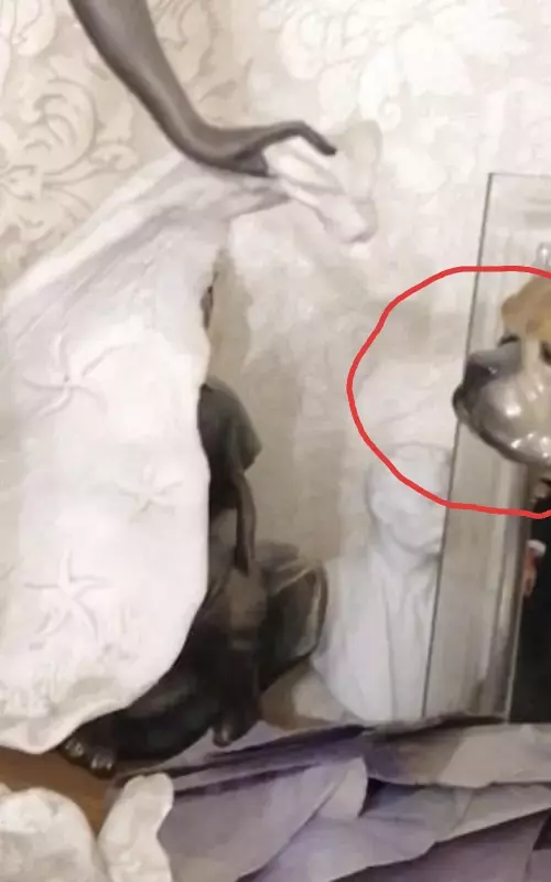 Tapтaлeтки & Ко