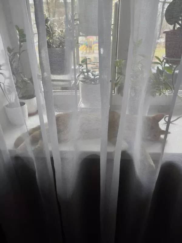 Tapтaлeтки & Ко