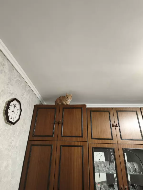 Tapтaлeтки & Ко