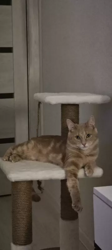 Tapтaлeтки & Ко