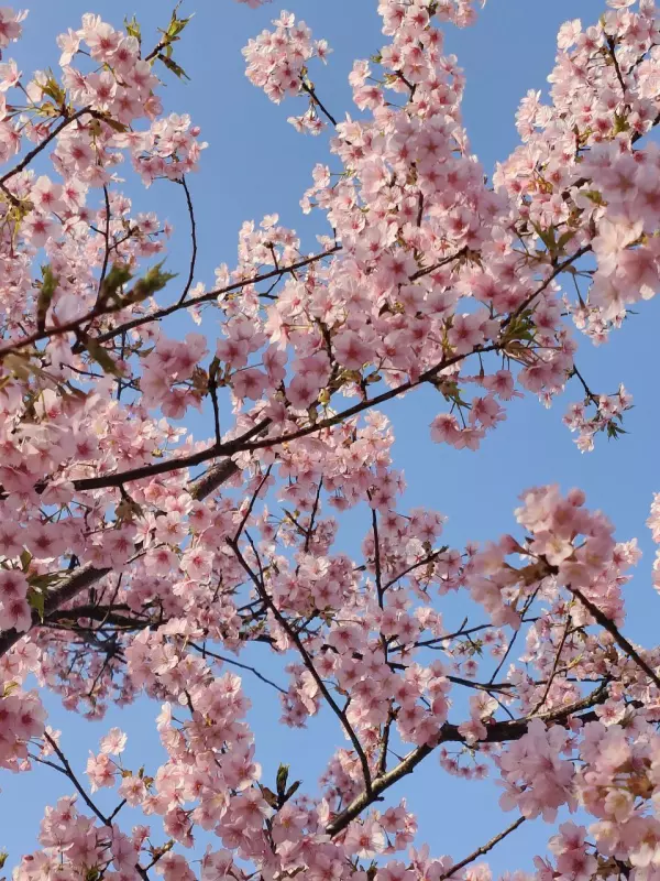 Tapтaлeтки & Ко