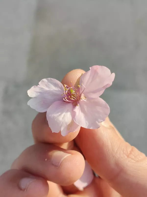 Tapтaлeтки & Ко