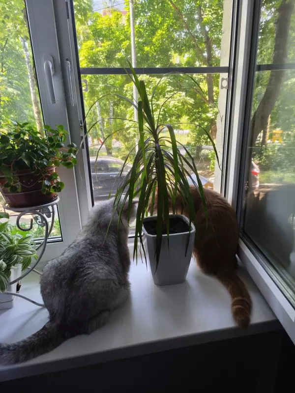 Tapтaлeтки & Ко
