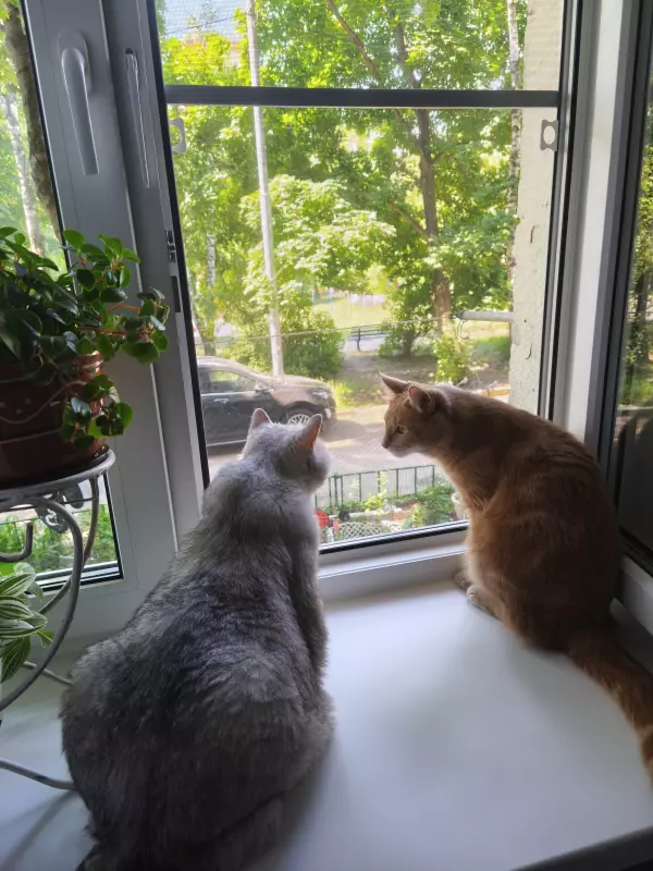 Tapтaлeтки & Ко