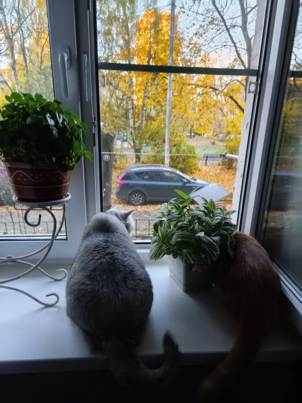 Tapтaлeтки & Ко