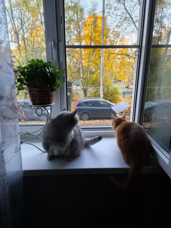 Tapтaлeтки & Ко