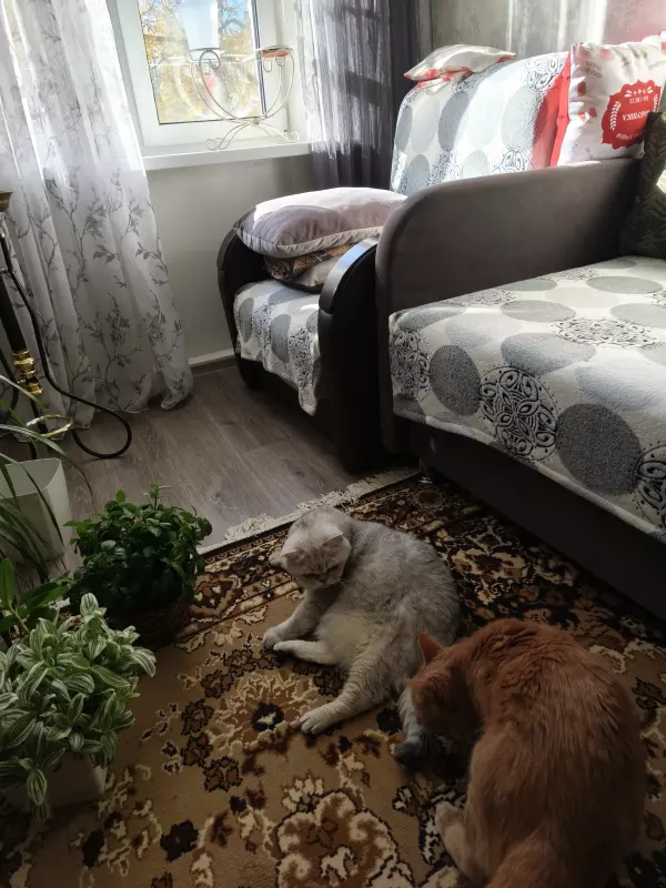 Tapтaлeтки & Ко