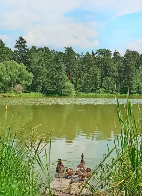 Tapтaлeтки & Ко