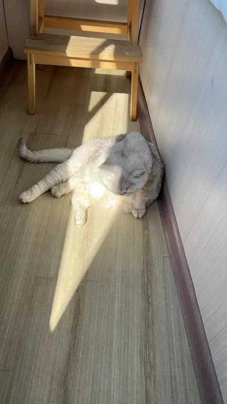 Tapтaлeтки & Ко