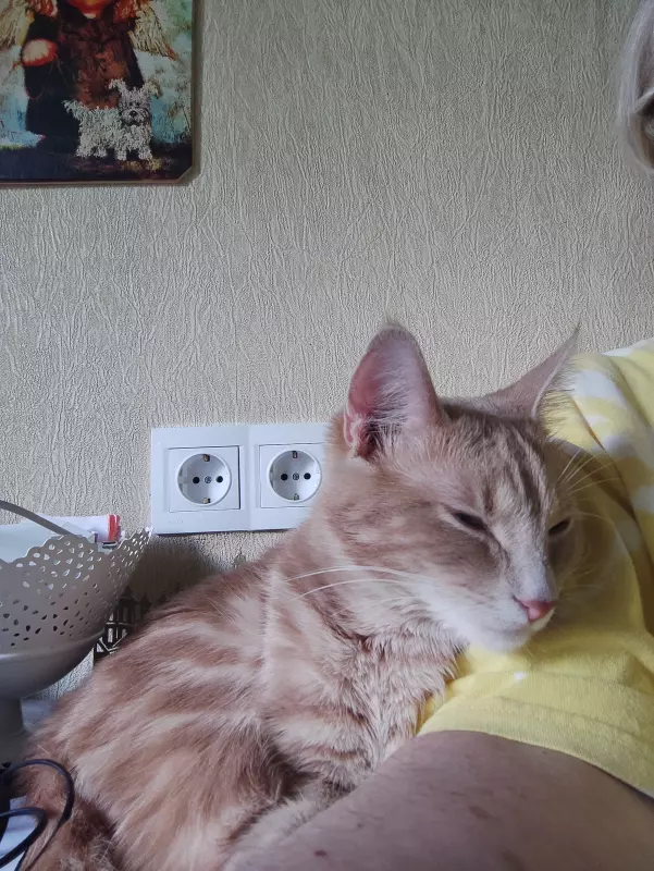 Tapтaлeтки & Ко