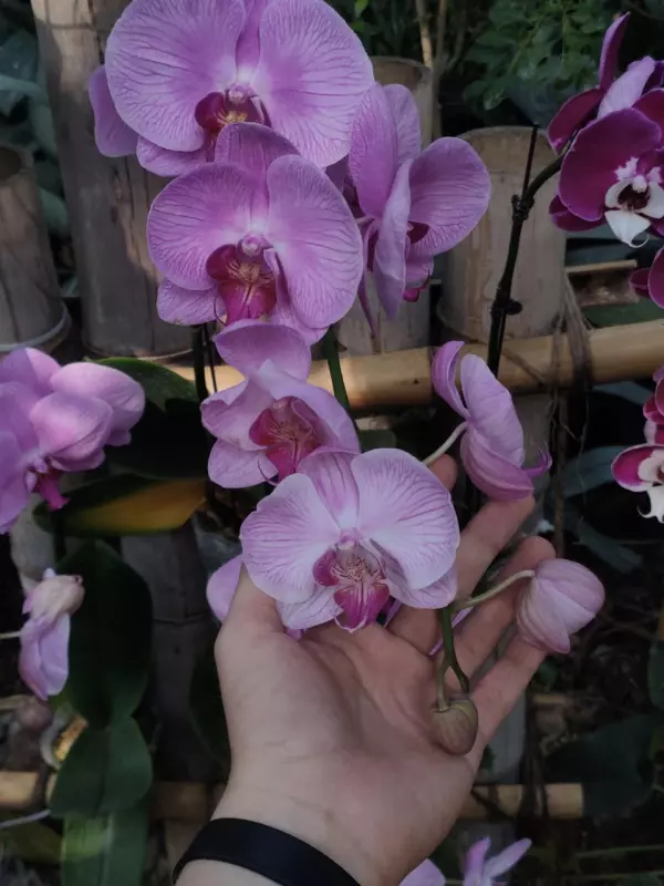 Tapтaлeтки & Ко