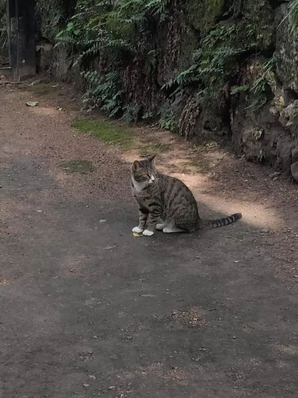 Tapтaлeтки & Ко