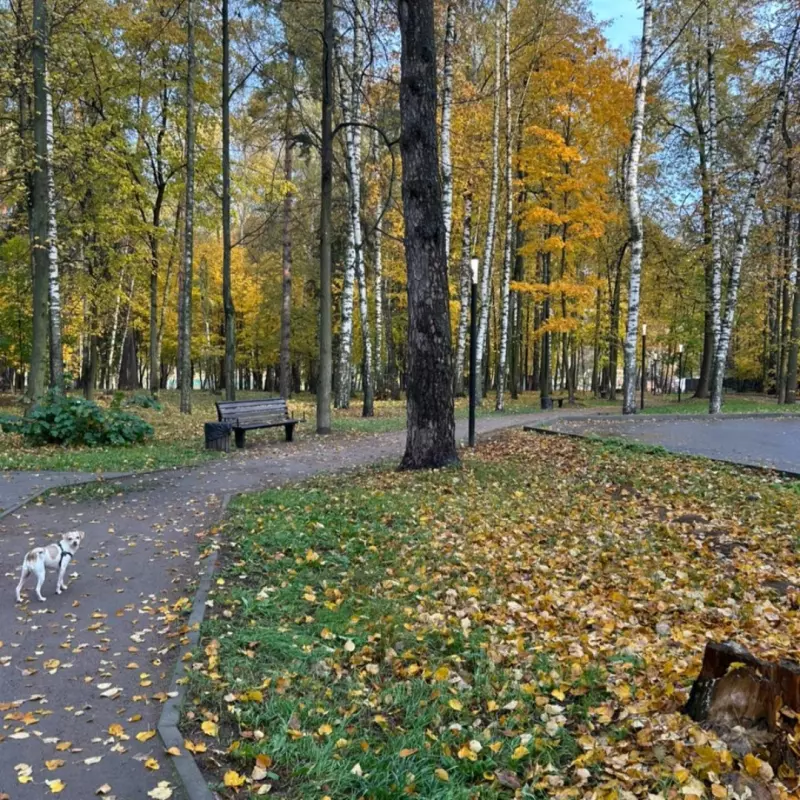 Tapтaлeтки & Ко