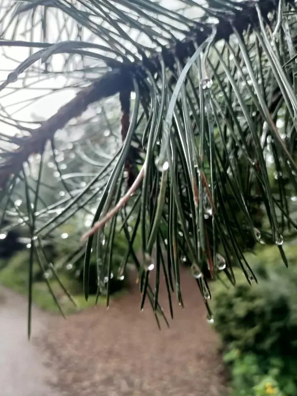 Чайная беседка