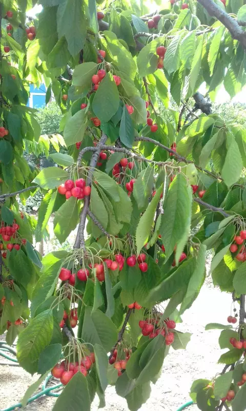 Чайная беседка