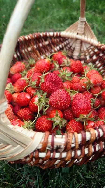 Чайная беседка