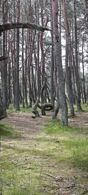 Флора