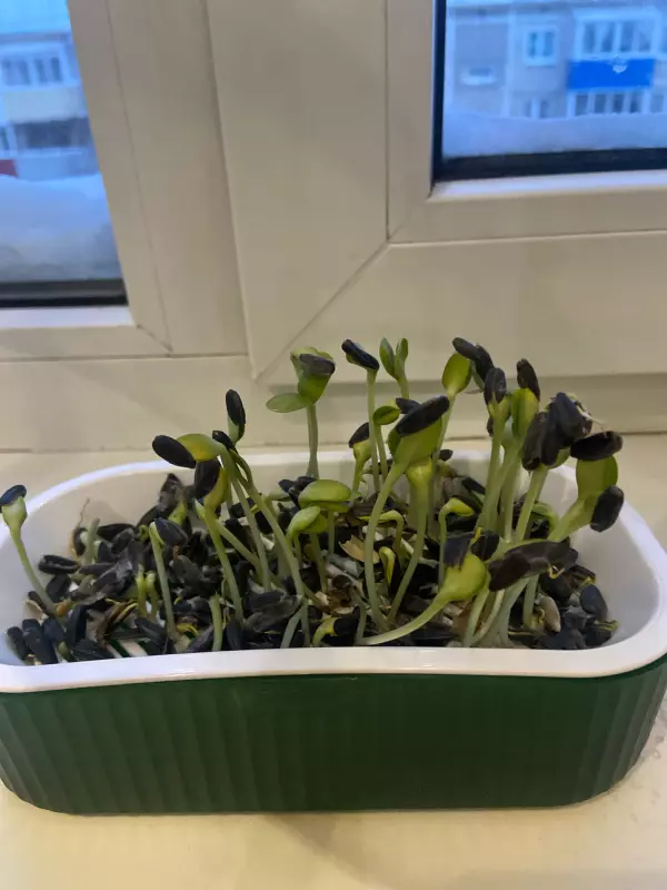 Микрозелень: компактная еда с максимумом пользы