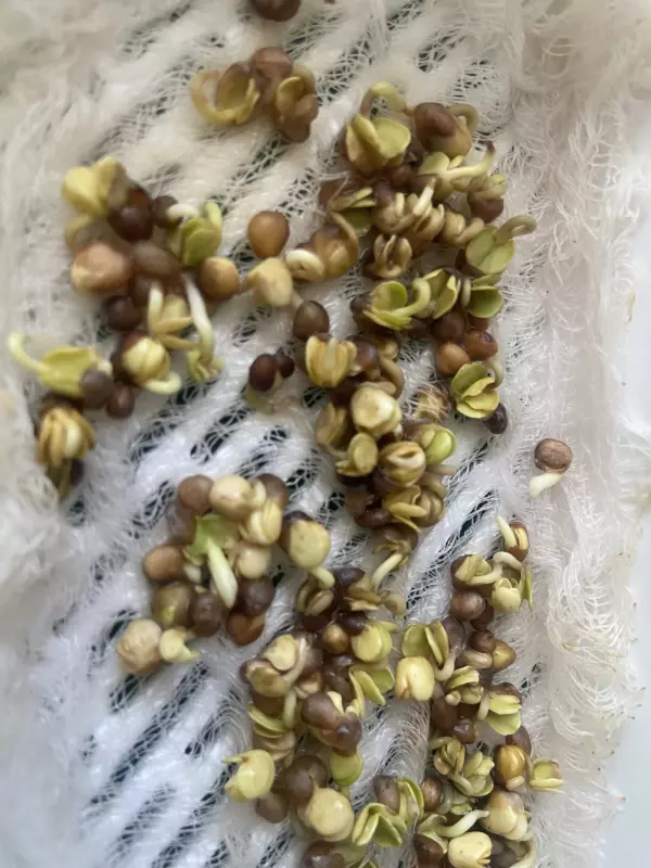 Микрозелень: компактная еда с максимумом пользы