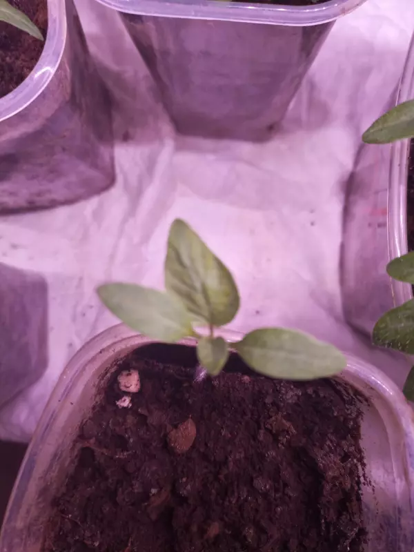 Загородная жизнь - обустройство на земле во всем разнообразии