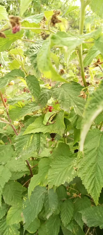Кафе "У пани Сони"
