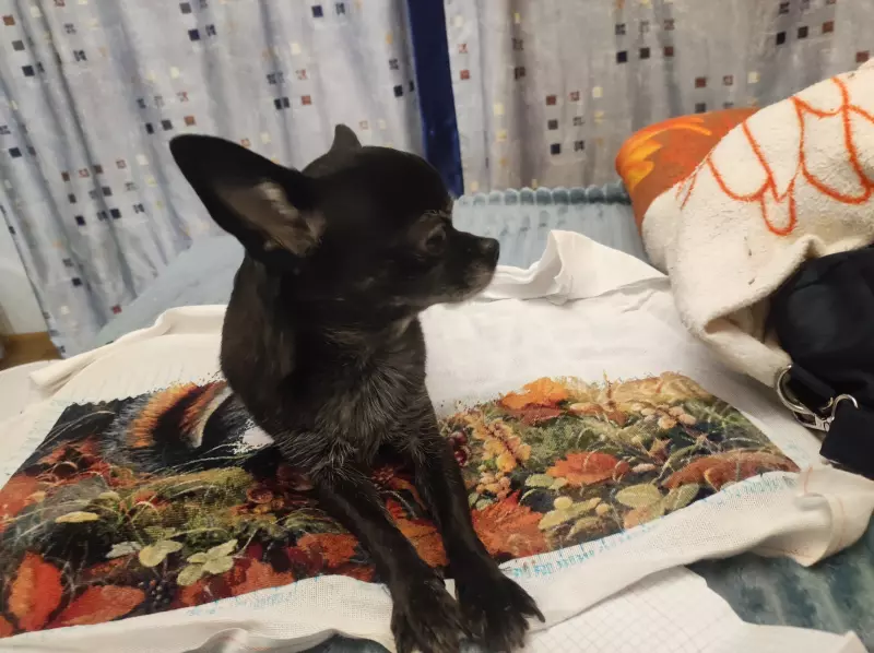 Вышивка крестиком