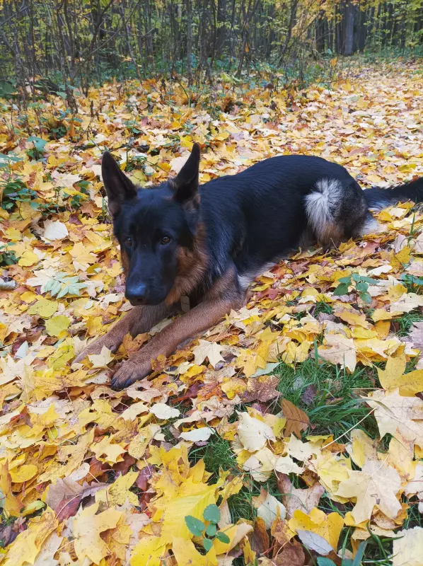 Вышивка крестиком