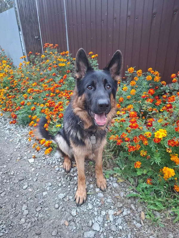 Вышивка крестиком