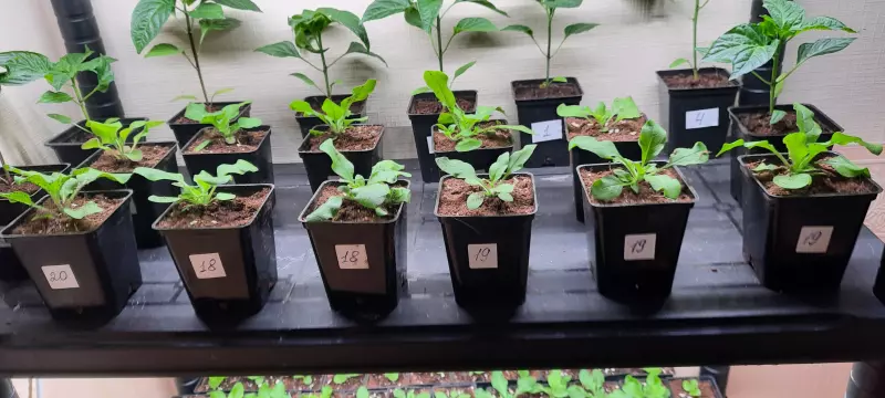 Загородная жизнь - обустройство на земле во всем разнообразии